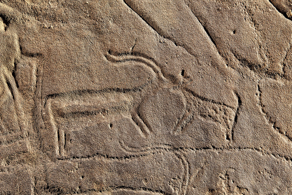 Gazelle-and-Dog-at-Jubbah (1)